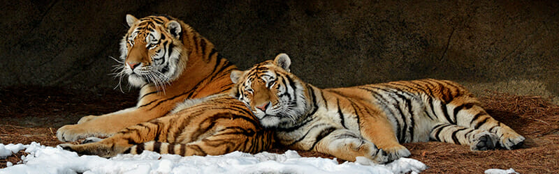 two tigers relaxing at the detroit zoo
